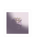Traditional Chinese Lion Head Art Print - Purple